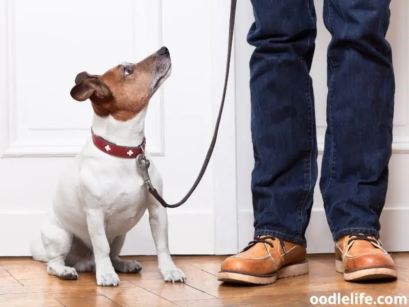 dog waits owner to go out