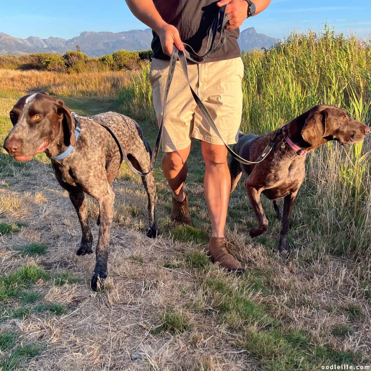 dog walking German Shorthaired Pointer 4