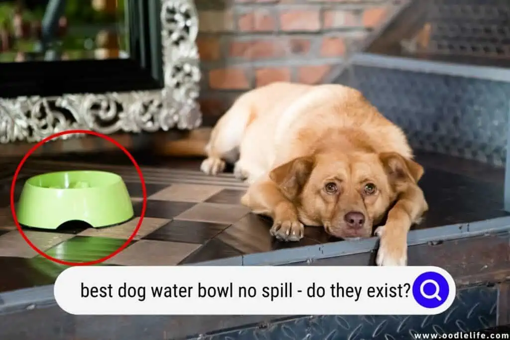dog water bowl no spill