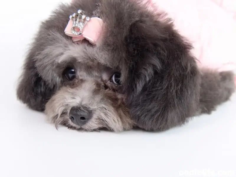 dog with hairclip looks sad