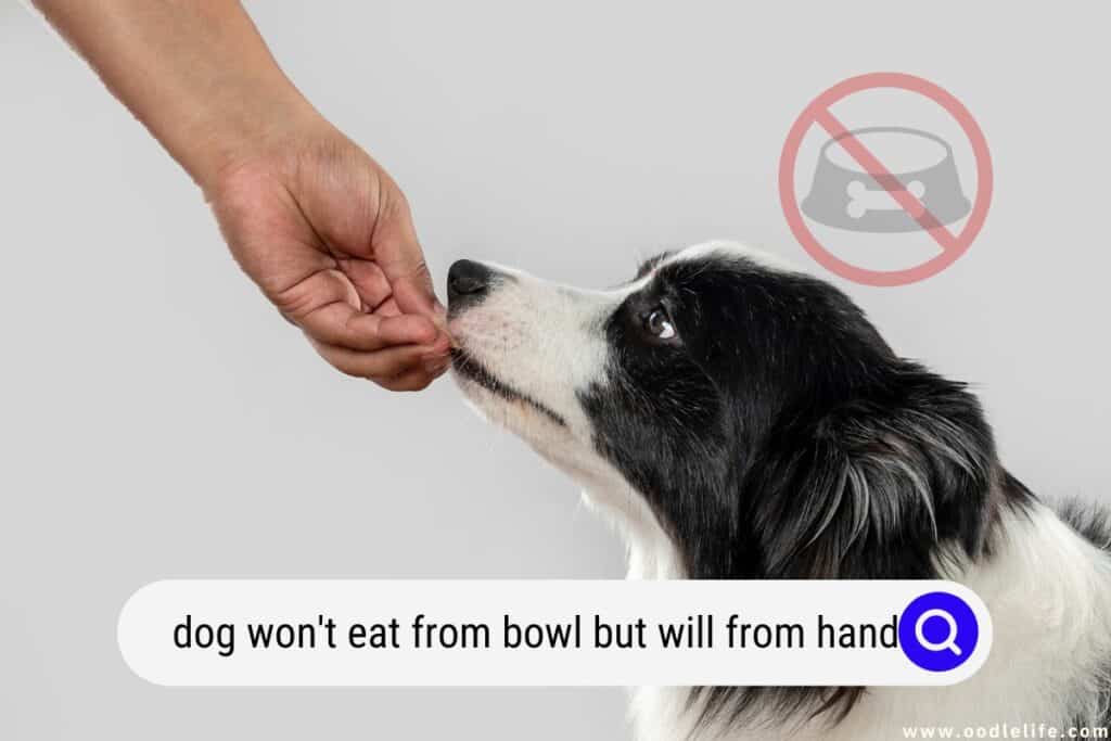 dog won't eat from bowl but will from hand