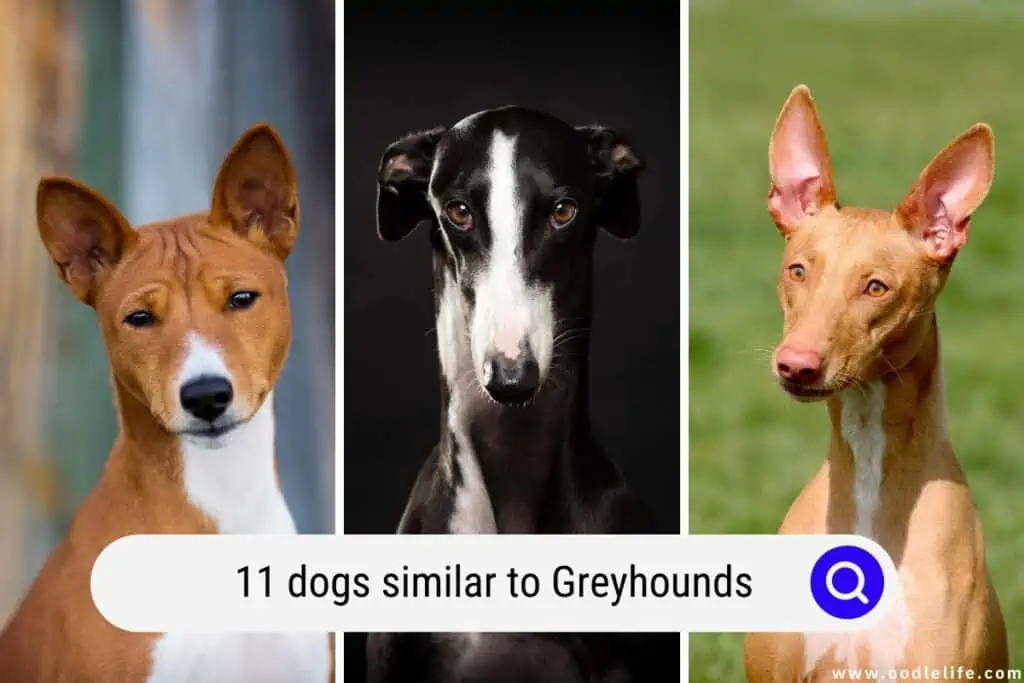 dogs similar to Greyhounds