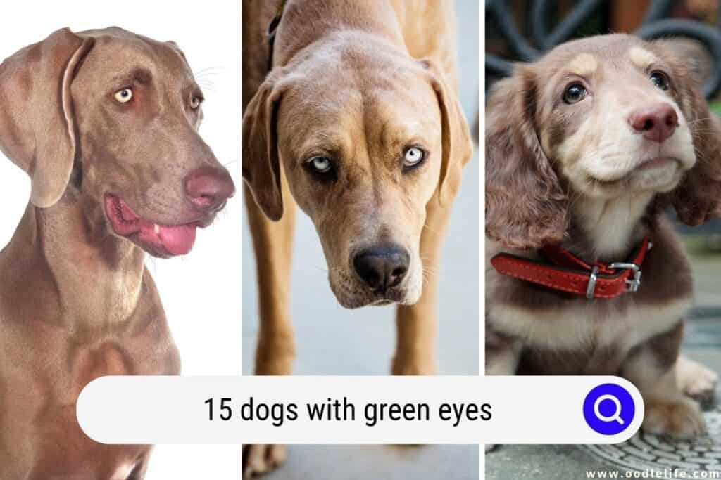 dogs with green eyes