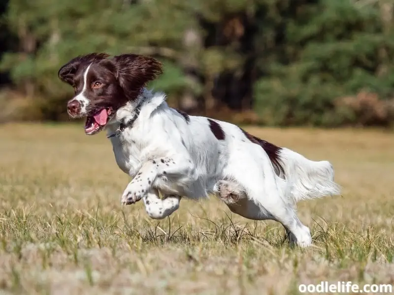 English Springer Spaniel running