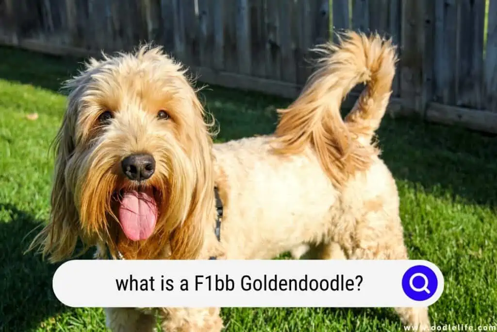 What is a F1bb Goldendoodle? (Guide with Photos) 1