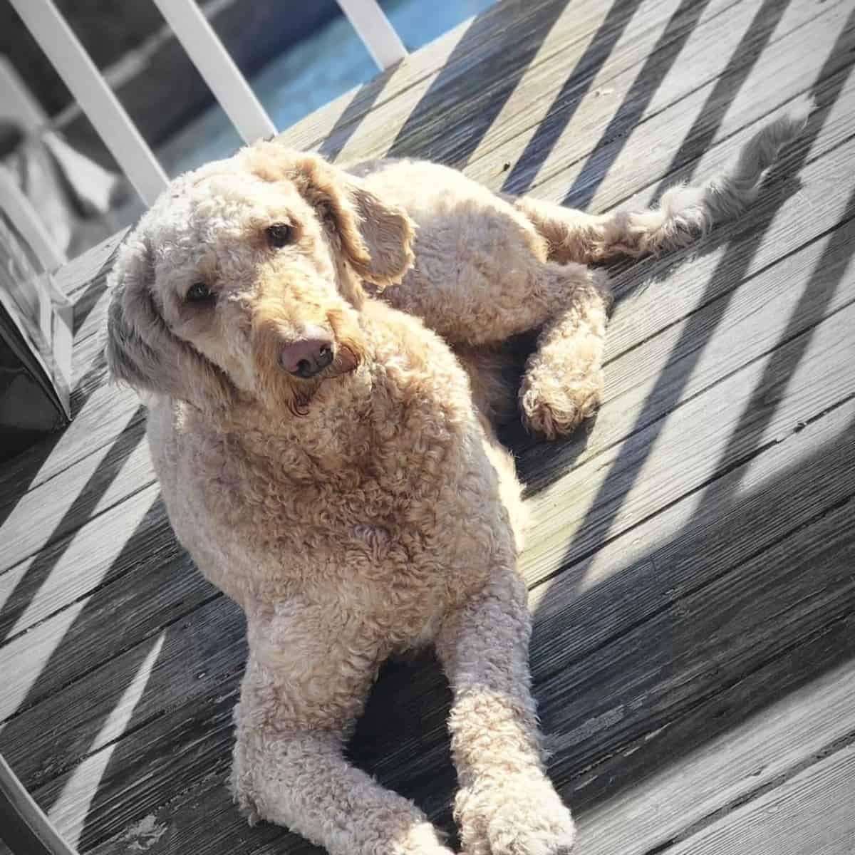 F1BB Goldendoodle on deck