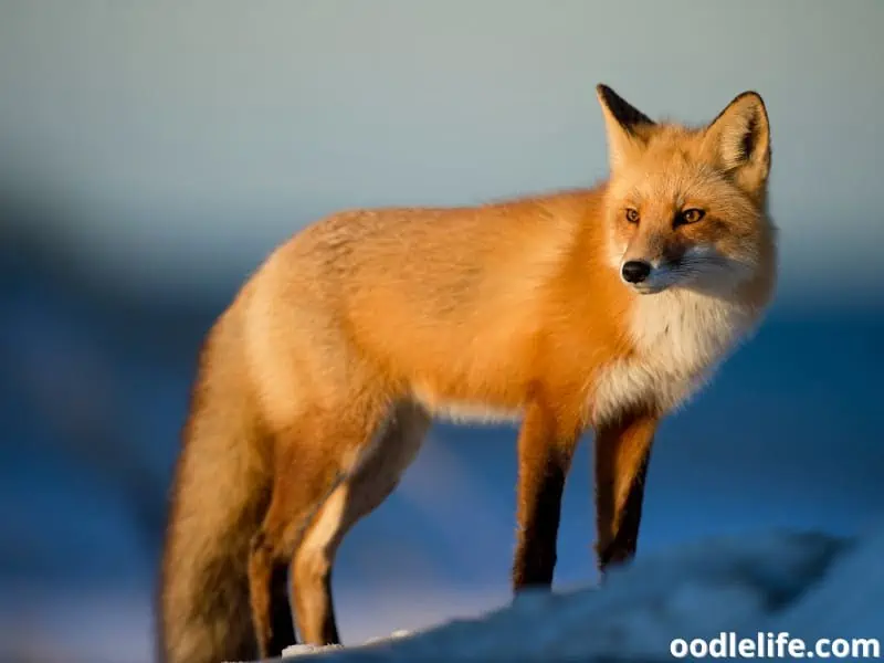 fox stands on a snow one afternoon