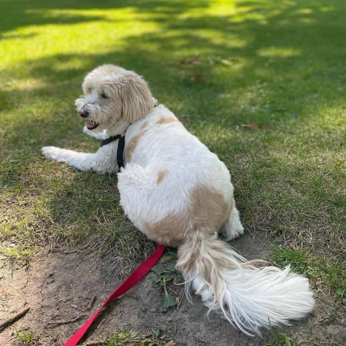 fresh haircut Goldendoodle from the back