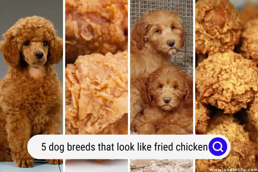 fried chicken or puppy