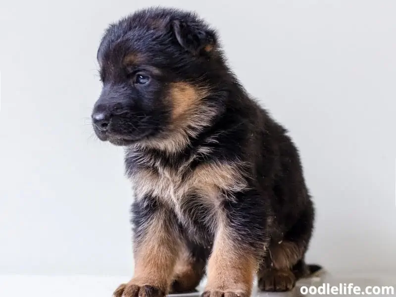 German Shepherd puppy shot