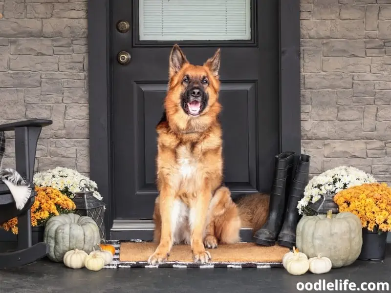 German Shepherd sits on a rug