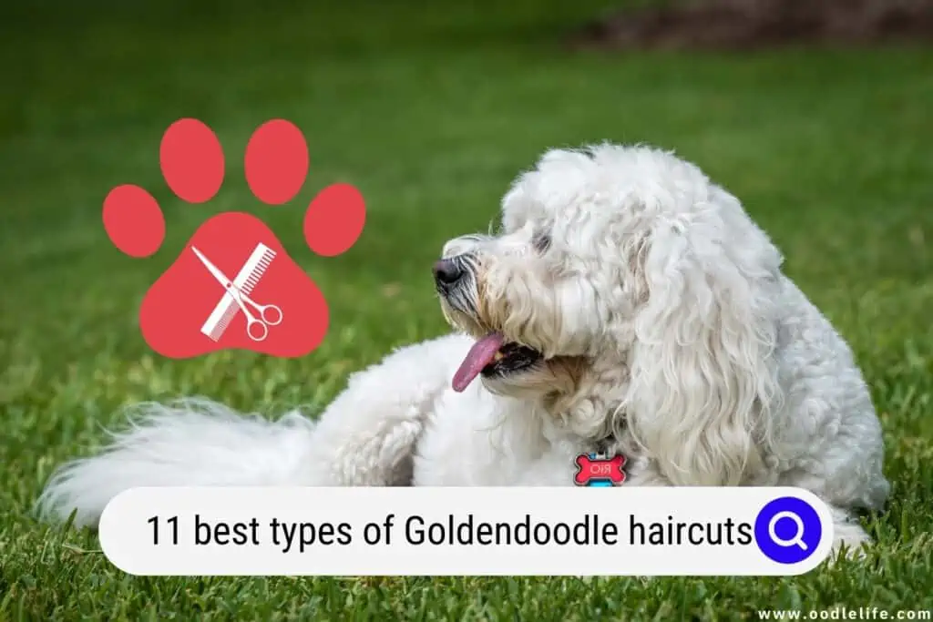 Goldendoodle haircuts