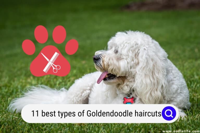 11 Best Types of Goldendoodle Haircuts! (2023 Photos)