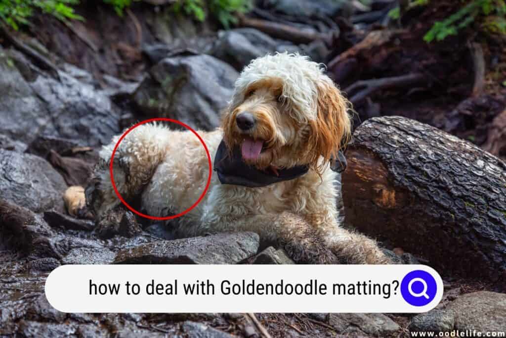 Goldendoodle matting