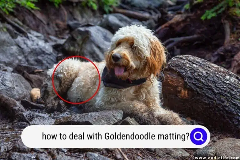 How To Deal With Goldendoodle Matting?