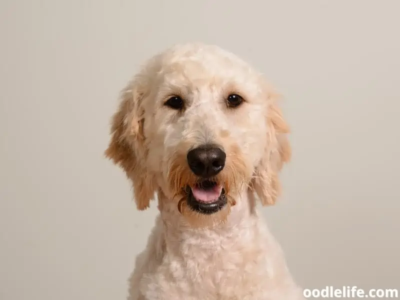 Goldendoodle with fresh haircut