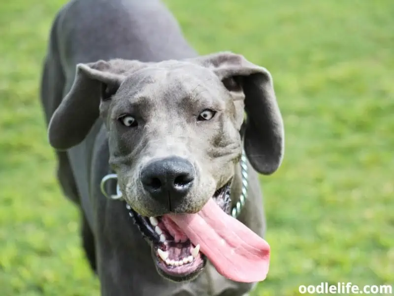 Great Dane walks towards the owner