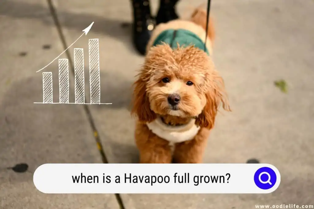 Havapoo full grown