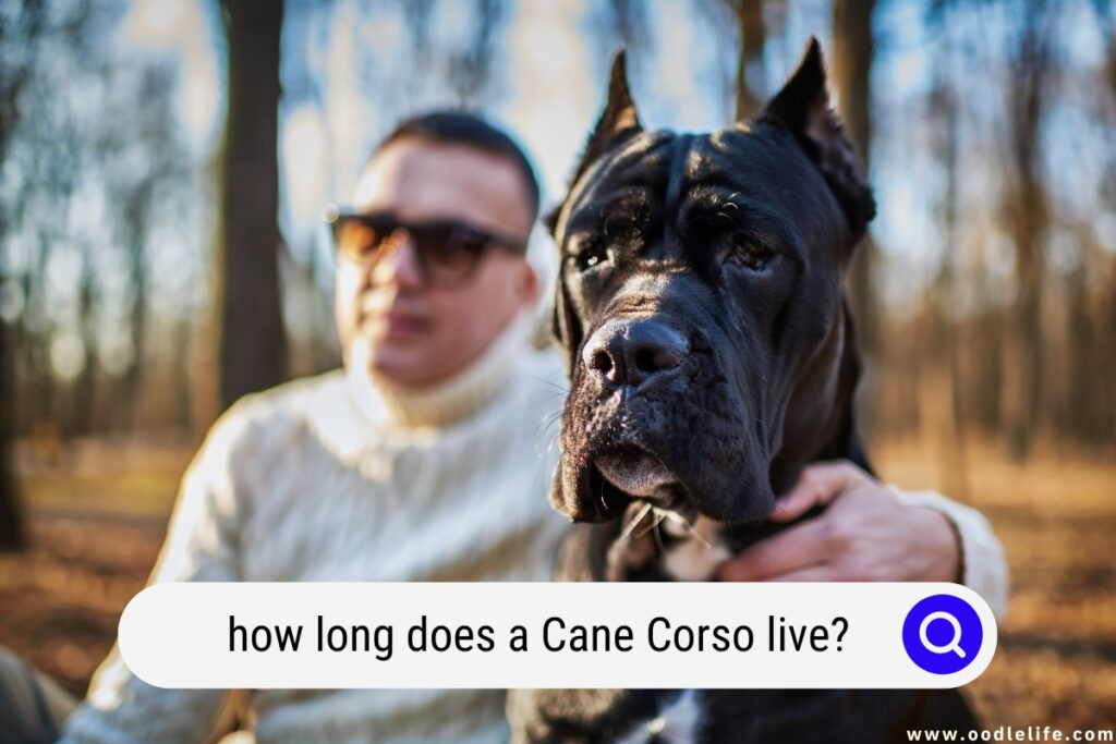 how long does a Cane Corso live