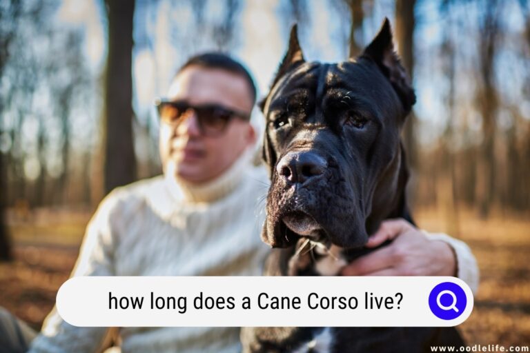 Cane Corso Lifespan: How Long Does a Cane Corso Live?