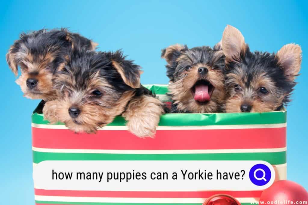 how many puppies can a Yorkie have