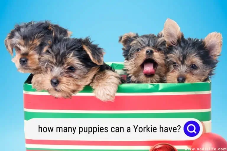 How Many Puppies Can a Yorkie Have?