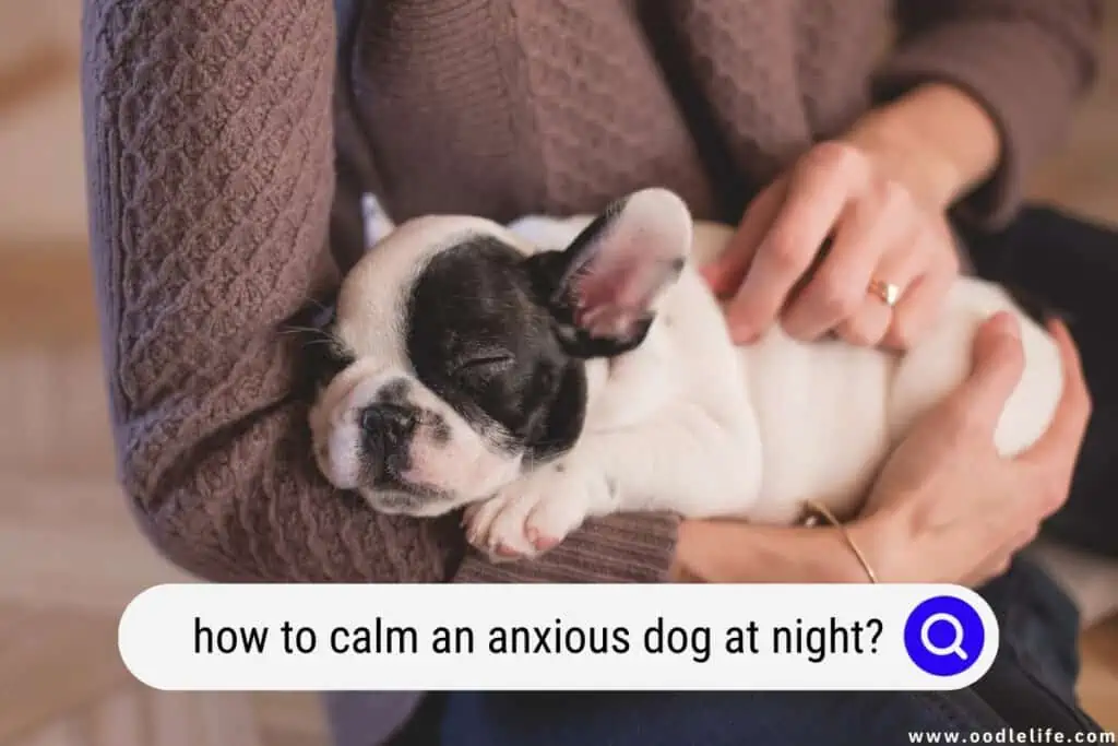 how to calm an anxious dog at night