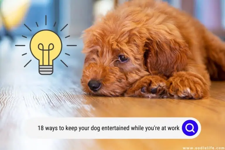 (18 Ways) How To Keep Your Dog Entertained While You’re At Work?