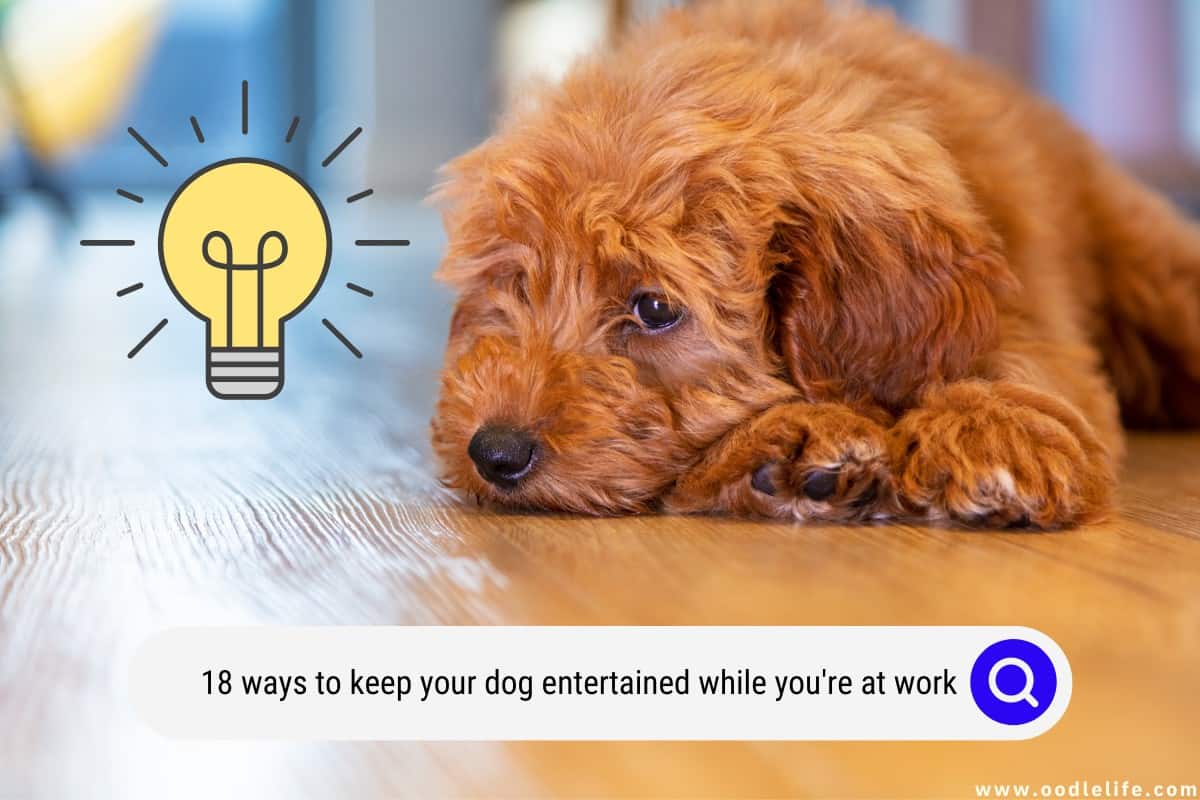 (18 Ways) How To Keep Your Dog Entertained While You're At Work