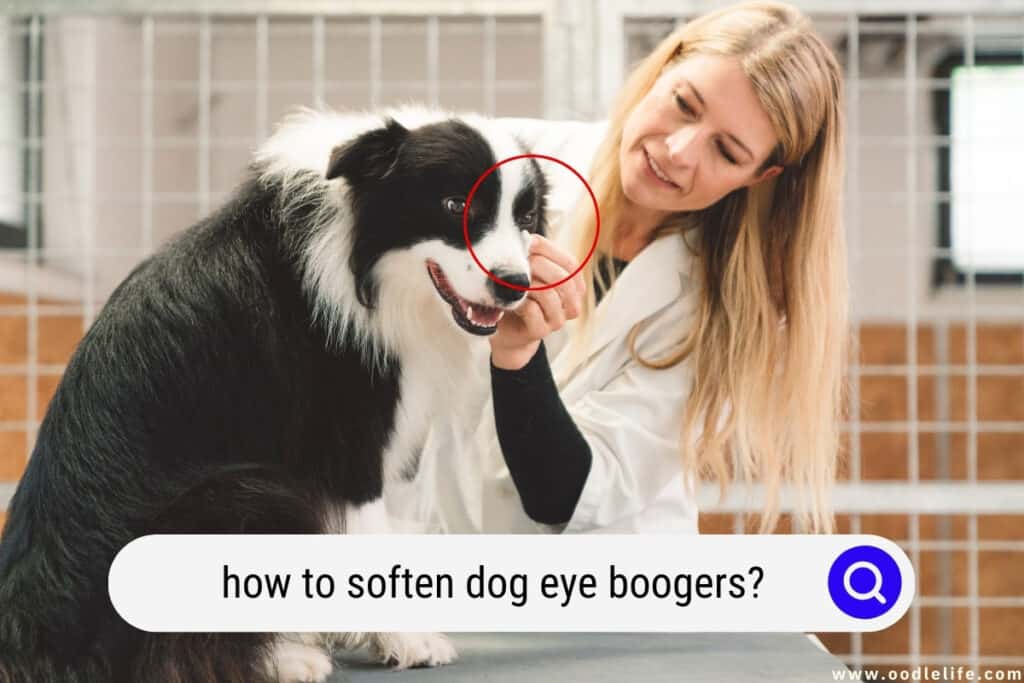 how to soften dog eye boogers