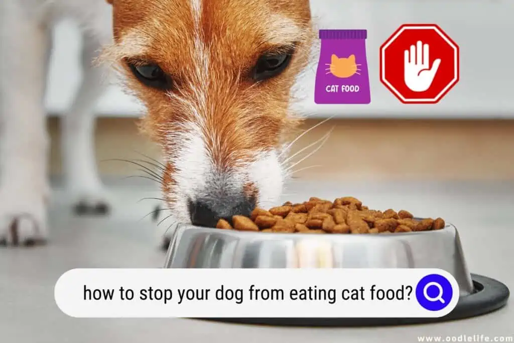 how to stop your dog from eating cat food