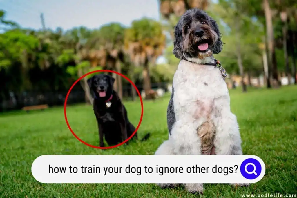 how to train your dog to ignore other dogs