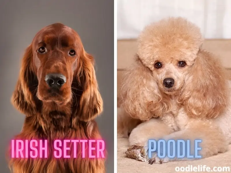 Irish Setter and Poodle