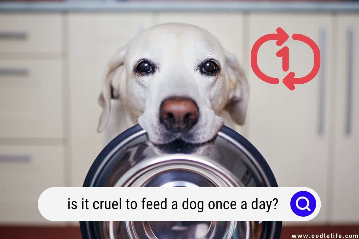 Is It Cruel To Feed A Dog Once A Day Facts Oodle Life
