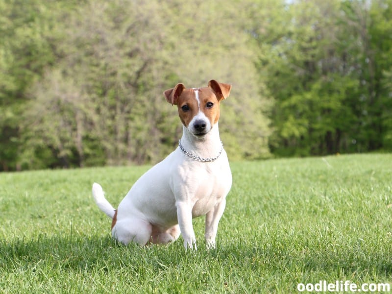 Jack Russel Terrier standing at the park