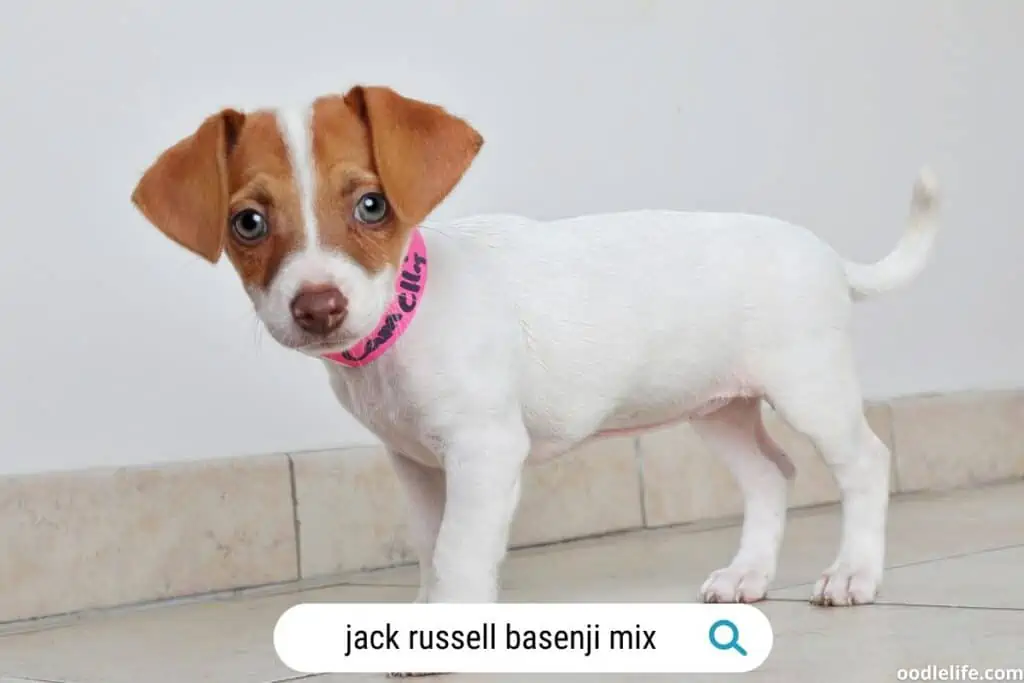 A Basenji Jack Russell Mix