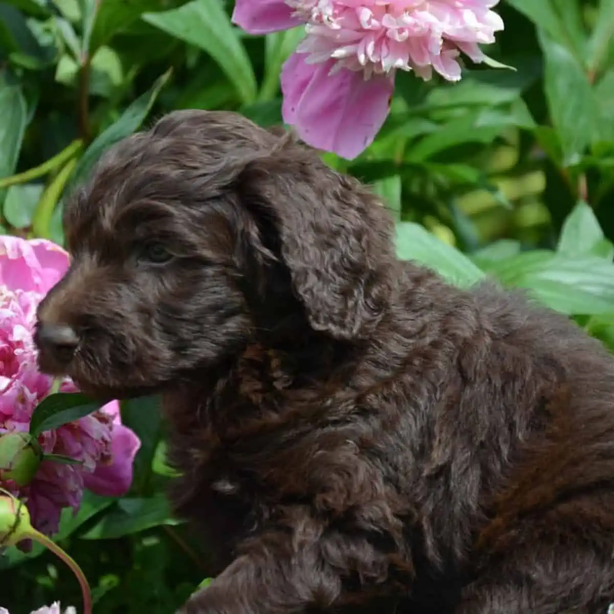 Labradoodle puppy in a flower garden