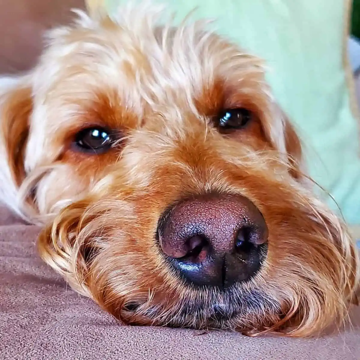lazy Goldendoodle one afternoon