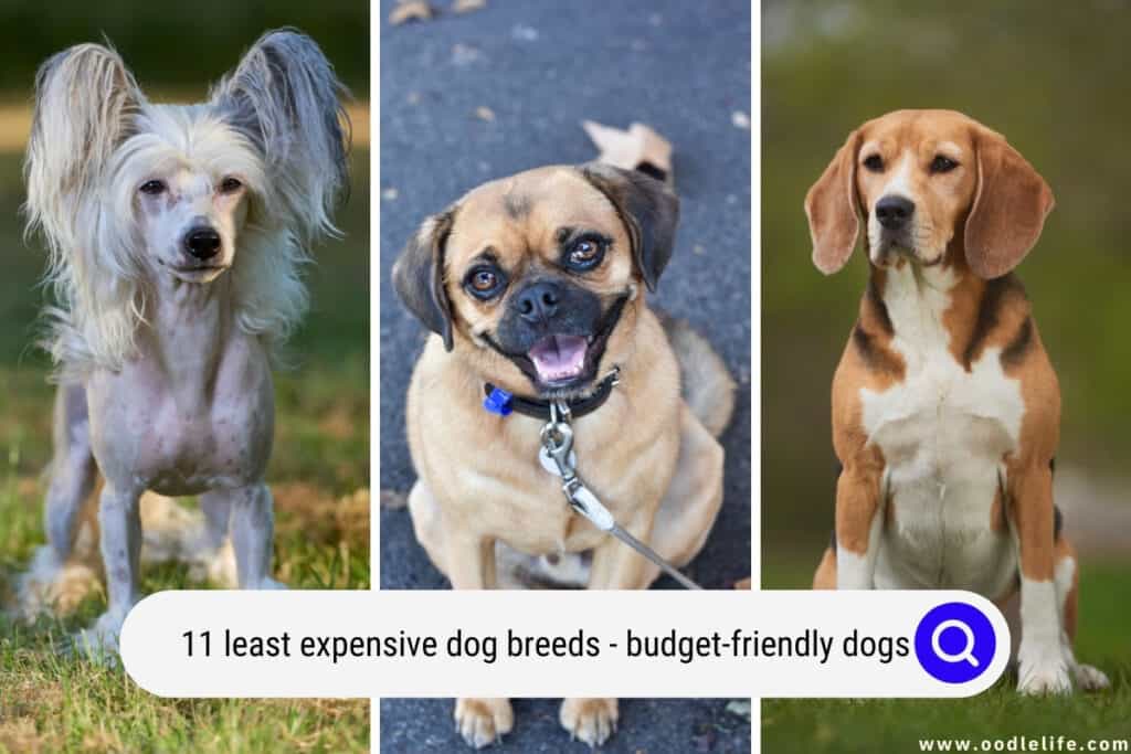 least expensive dog breeds