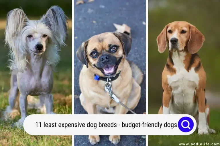 11 LEAST Expensive Dog Breeds with Photos (Budget Friendly Dogs)
