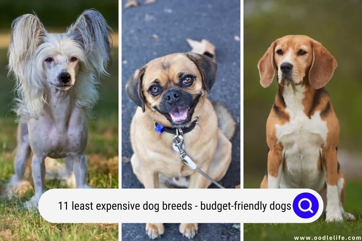 11 LEAST Expensive Dog Breeds With Photos (Budget Friendly Dogs