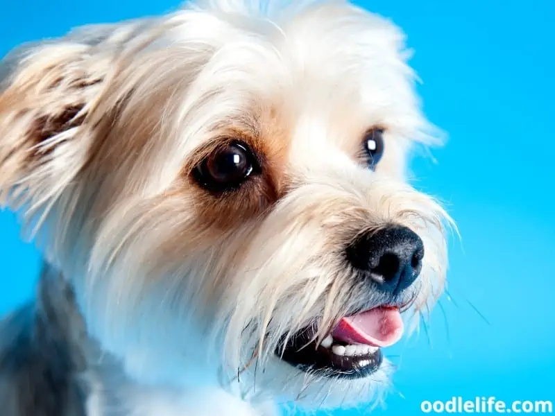 light coated Yorkshire Terrier