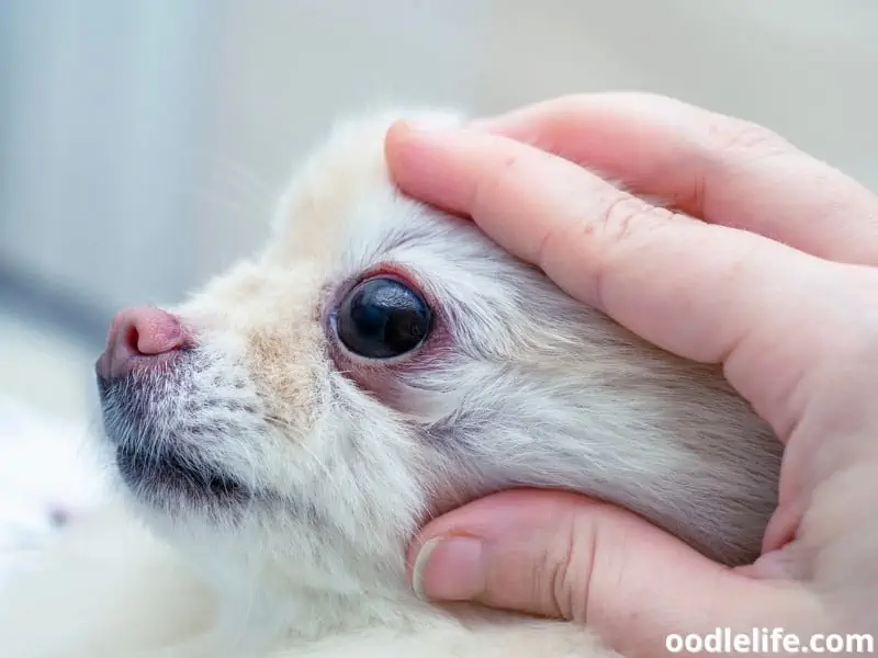 little dog eye inspection