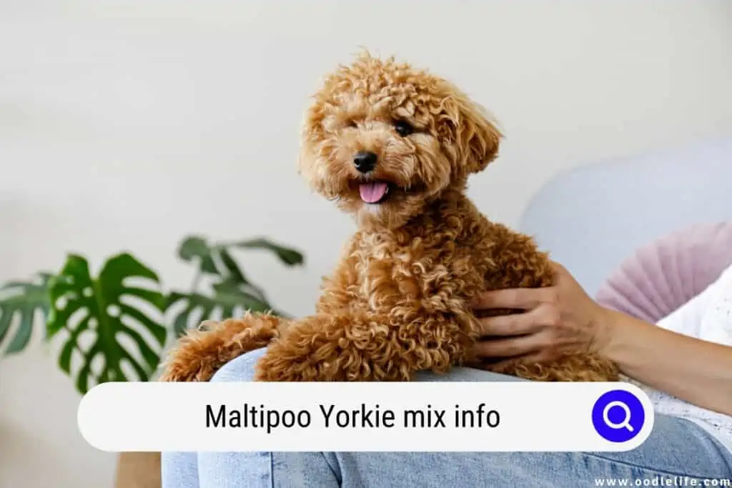 Maltipoo Yorkie mix