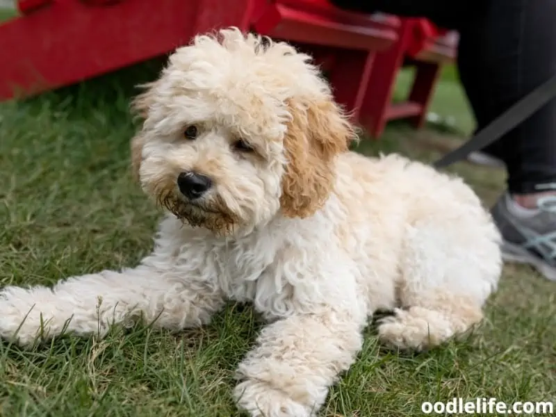 Maltipoo Yorkie mix on the grass