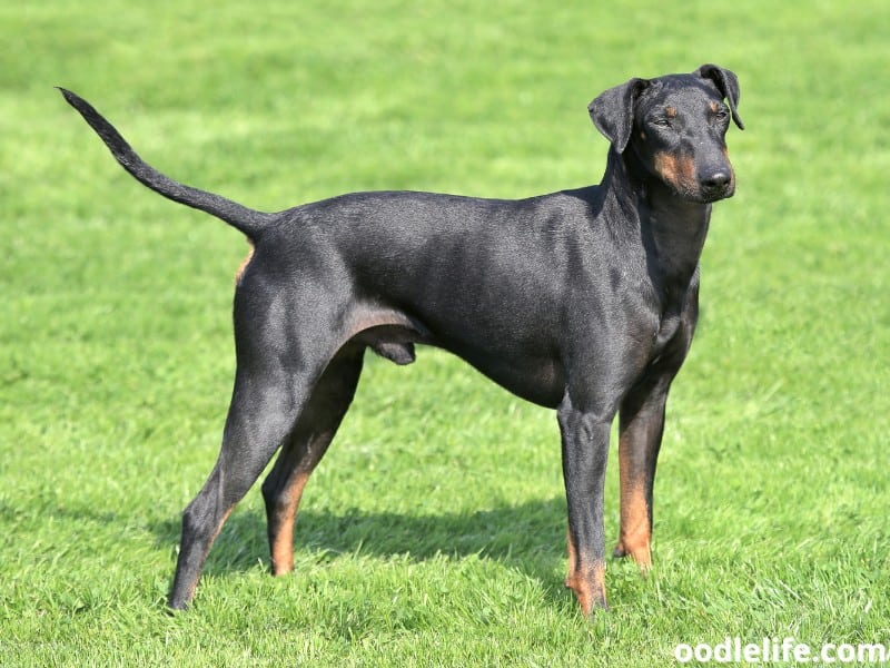 Manchester Terrier stands on the grass
