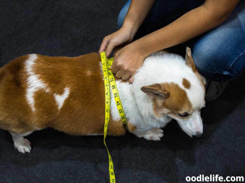 measuring a dog's girth