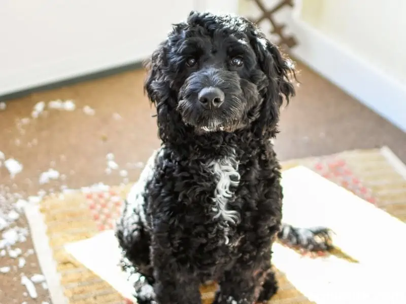mixed Poodle sits on the doormat