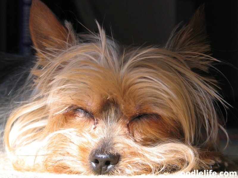 mother Yorkie taking a nap comfortably