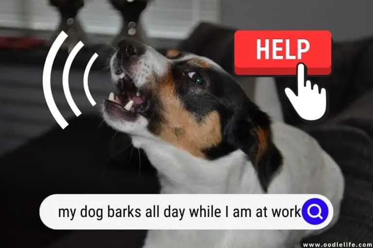 Help! My Dog Barks All Day While I am At Work!